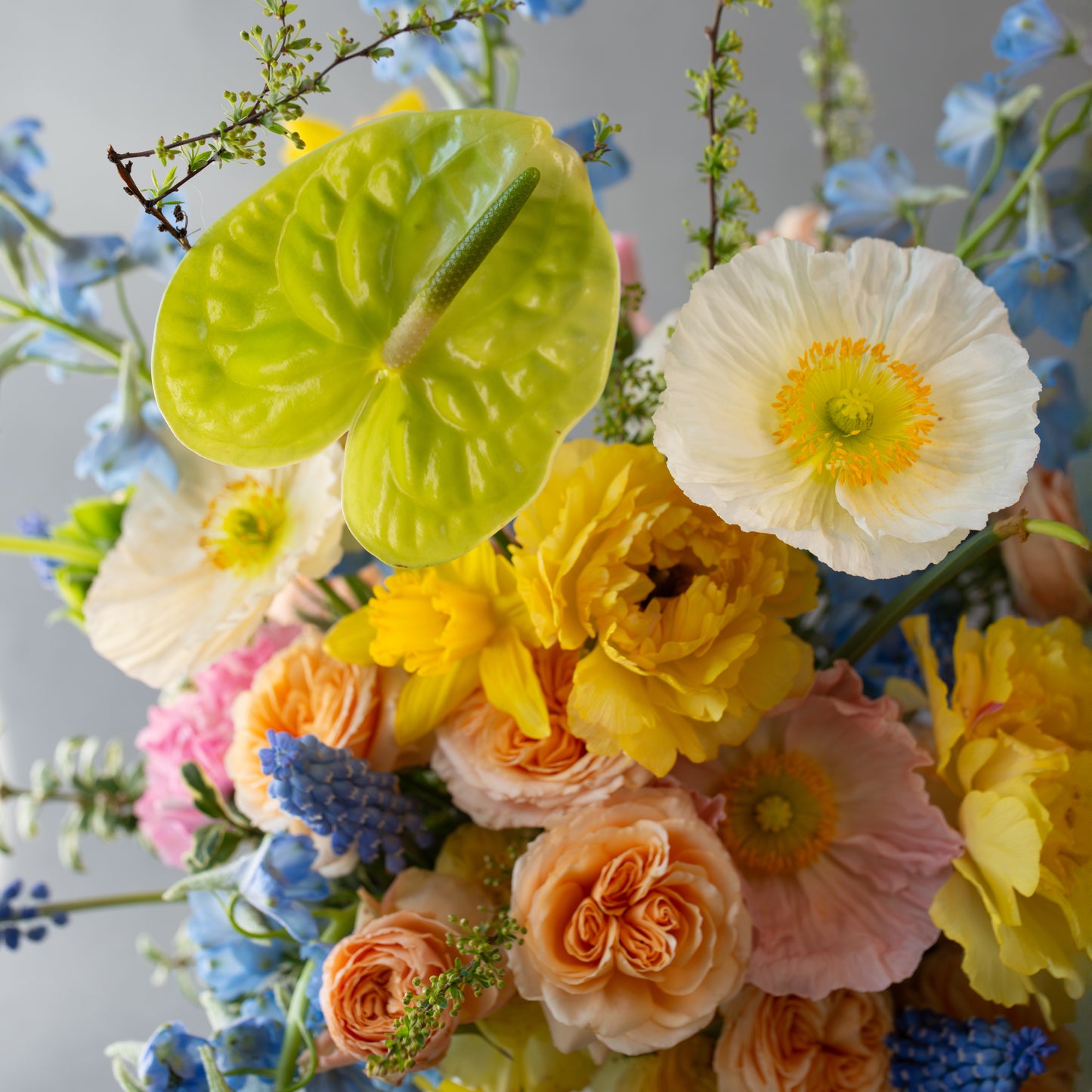 Spring serenade