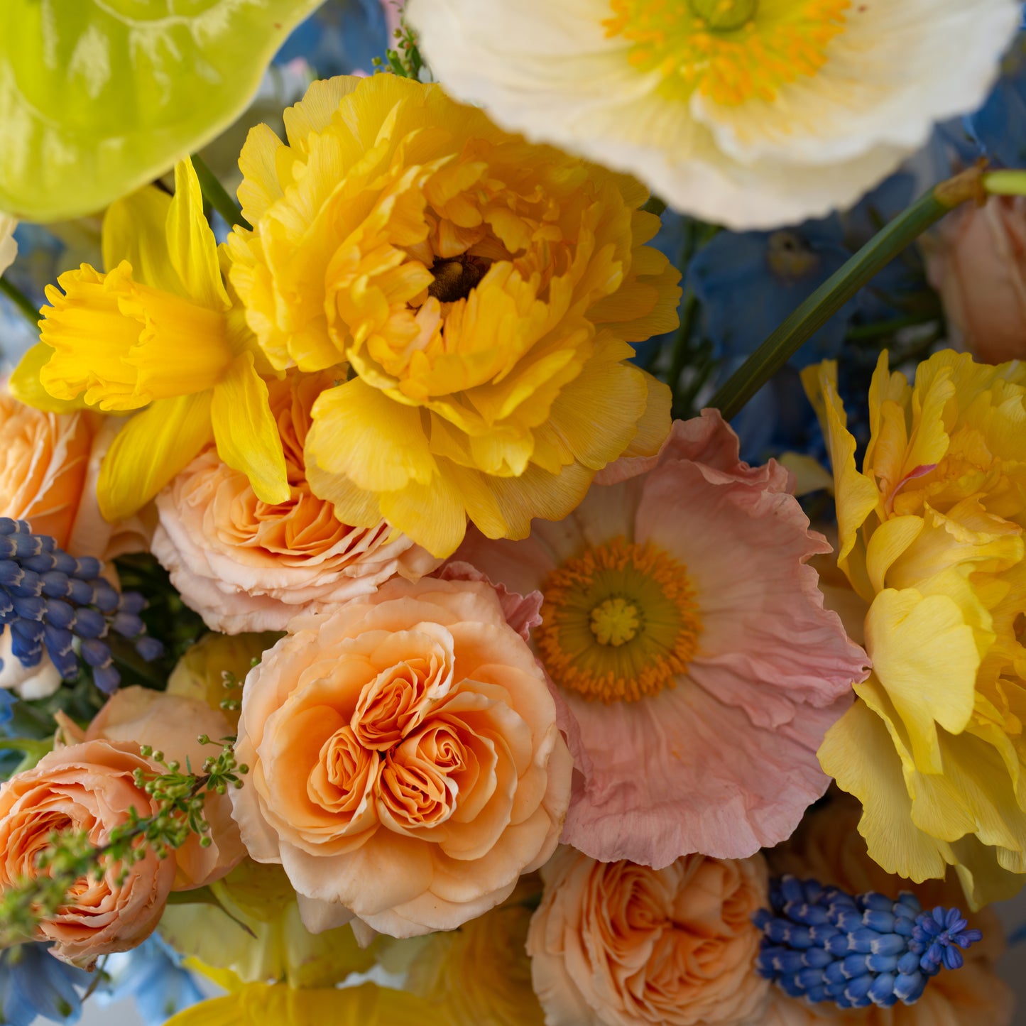 Spring serenade